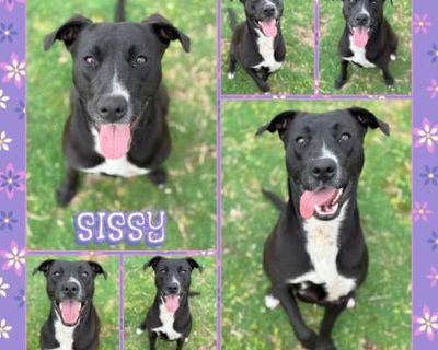 Sissy - American Pit Bull Terrier Female Dog for Adoption