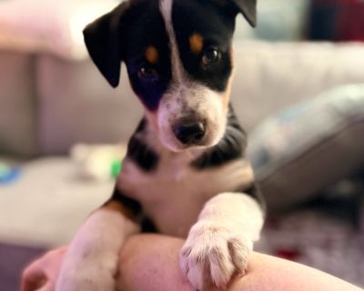 Available 11/11: Richmond is a lively, playful puppy with a big personality and a lot of love to give. He's full of energy and enthusiasm, always ready for fun, praise, and a few treats along the way. Though he's still working on mastering potty training with his tiny bladder, he makes a great effort and continues to improve every day. When he's not busy playing or chewing on his toys, Richmond...