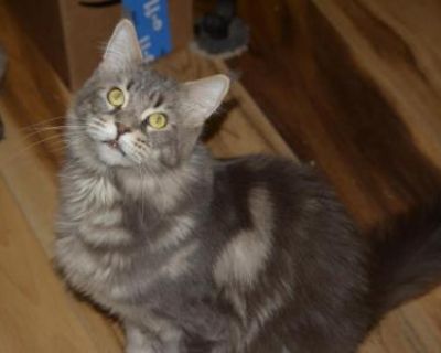 Rexona - Maine Coon Male Cat For Sale