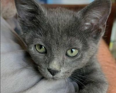 Hi I am Tristan, AVAILABLE as Foster to Adopt, once neutered and fully vetted adoption will be finalized. I really LOVE people and am a purr monster if you just pick me up and hold me. I can be vocal when I want things, and I am an explorer. I love playing with my fosters other cats and temptations treats are awesome!. Not good with dogs Good with cats. Breed Domestic Mediumhair Color Gray or B...