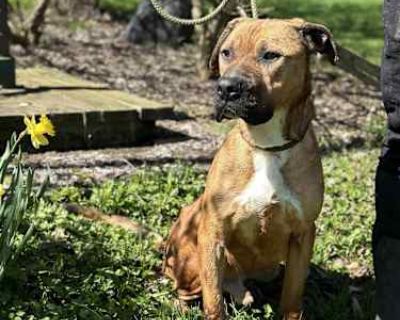 Titan - Black Mouth Cur/American Pit Bull Terrier Mix Male Dog for Adoption