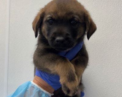 Linus CA - Rottweiler Mix Male Puppy for Adoption