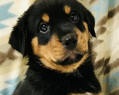 Apollo - Rottweiler Male Puppy for Adoption