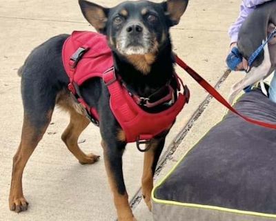 Tito - Lancashire Heeler/Terrier (Unknown Type, Small) Mix Male Dog for Adoption
