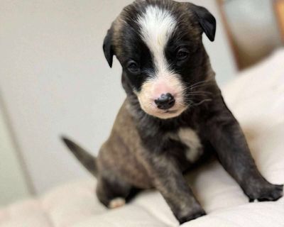 You can fill out an adoption application online on our official website.Meet Sugar Cookie. Came from Memphis with her mom and 8 siblings! Rescued from being euthanized for space. Flew in by Pilots for Paws. They will be available 11/18/25. To apply to meet Sugar Cookie, fill out an application at ProjectHopeARF.org.. Puppy Female Medium