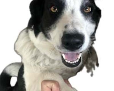 Bailey - Bearded Collie Female Dog for Adoption