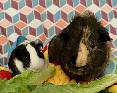 Bronco & Dawson - Guinea Pig Male for Adoption