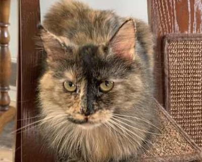 Precious - Domestic Mediumhair Female Cat for Adoption