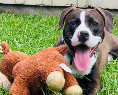 Bowie Blu the beach babe heartthrob - American Bulldog & Boxer Mix Male Dog for Adoption