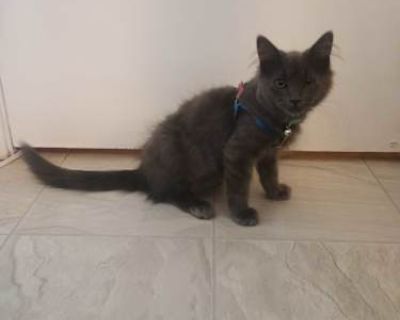 Ash was found outside of an abandoned home in the South Bay. He's got his first round of vaccines. He has a neuter appointment due on 9/8. He's very sweet with kids and people. He's friendly around other cats. Not too sure around other dogs. He sometimes hisses at our dog if he gets too close, but never attacks. Loves to cuddle and is very playful. He is sometimes shy, and likes to hide at time...