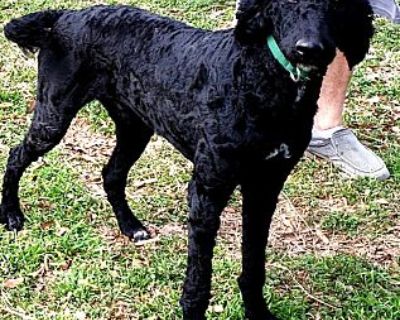 Dominique - Standard Poodle Male Dog for Adoption