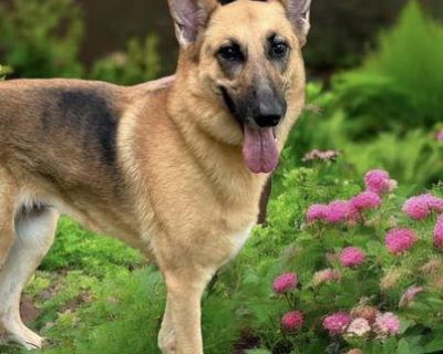 Roxy - German Shepherd Dog Female Dog for Adoption