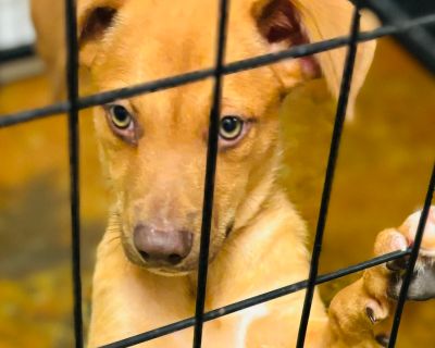 Gin - Vizsla & Black Mouth Cur Mix Male Puppy for Adoption