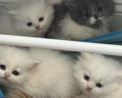 Fluffys Kittens - Persian Male & Female Kitten For Sale