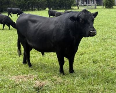 3.5 year old black angus bull- good temperament