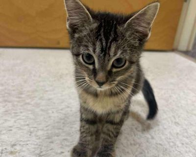 Child. Gray, blue or silver tabby. Hair: short. Crystal, estimated DOB 4/18/25 is such a fun playful girlie! Crystal loves to play and show off her agility. Her beautiful eyes just pop against her grey fur. Step one to add Crystal to your life is to fill out an application on our website https://www.tailsoftheforgottenpaws.org/ or find us on FB and IG. Since kittens love a friend, we are happy ...