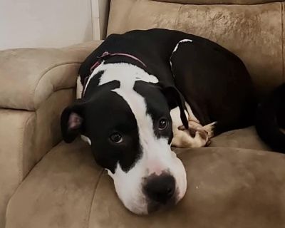 Addie - Pit Bull Terrier Mix Female Dog for Adoption