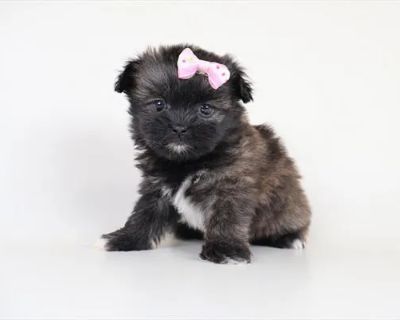 Labubu - Female Shiranian Puppy for Sale