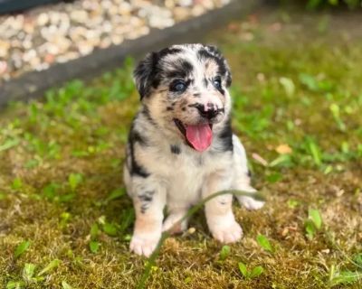 Beautiful Australian Shepherd Husky