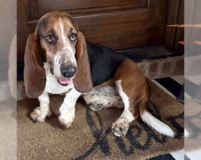 Adult * Location Deepwater, NJ, 08340 USA USA *. Dog Breed: Basset Hound. 6 years old. Thank you for your interest in adopting a rescued Basset Hound! We ask all potential adopters to complete our application and approval process first so we can discuss the dogs that fit your home. We usually have 25 - 35 dogs available and the ages range from less than year old to ten plus years old. Once we r...