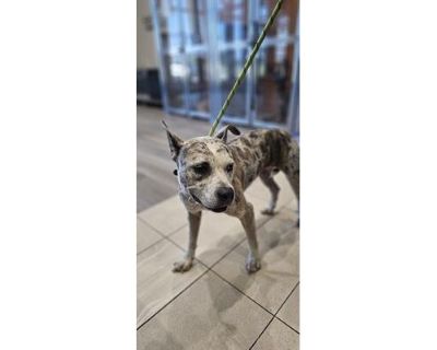 WYBIE - Mixed Breed (Medium) Female Dog for Adoption