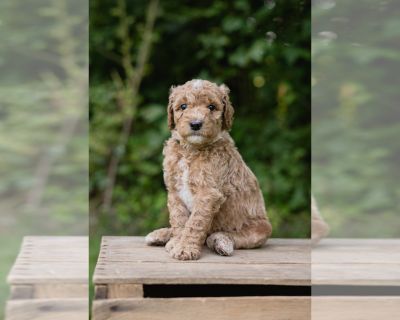 Mufasa - Double Doodle Male Puppy for Sale