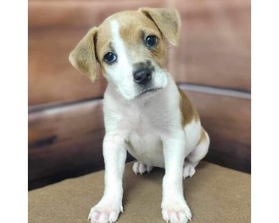 Oaklynn- Available 9\/14 - Beagle/Mixed Breed (Medium) Mix Female Puppy for Adoption