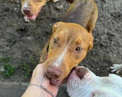 Chole - American Pit Bull Terrier/Catahoula Leopard Dog Mix Female Dog for Adoption