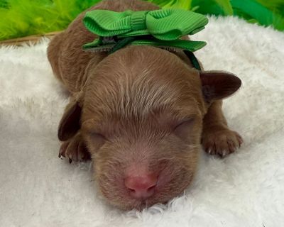 Im Molly s adorable red F1bbb Mini Goldendoodle, Green Boy. Both my parents have great temperaments and have been genetically health tested. My Mom is an 8lb F1bb Mini Goldendoodle and my dad is a 7lb Poodle. I have removed my dewclaws, received early neurostimulation and litter box training, and will have all my deworming and first puppy vaccines and a thorough nose-to-tail vet examination bef...