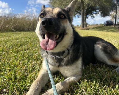 Amelia - German Shepherd Dog Mix Female Dog for Adoption