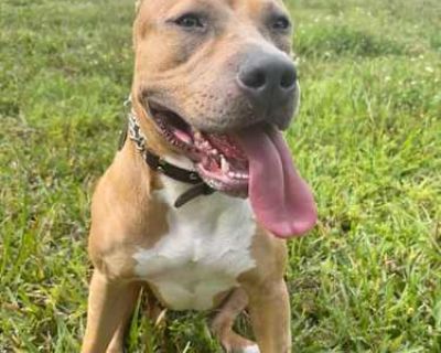 Blue - American Pit Bull Terrier Female Dog for Adoption