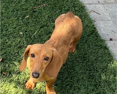 Anna - Female Puppy Dachshund for Adoption