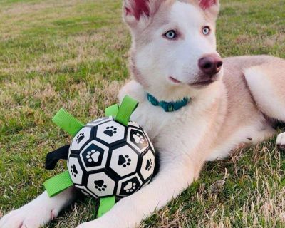 Available From Texas. Luna 1 year old, 55 lbs of pure love and beauty Luna is a stunning young girl with a heart as sweet as her gentle eyes. She adores people truly blossoms when she s near them and wants nothing more than to share life, love, and happy moments with her family. Affectionate, tender, and incredibly loyal, she ll follow you not out of need, but out of deep connection and trust. ...