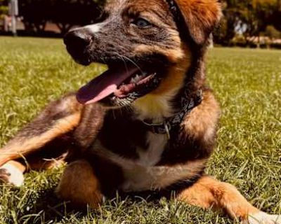 Alfie - Border Collie/German Shepherd Dog Mix Male Dog for Adoption