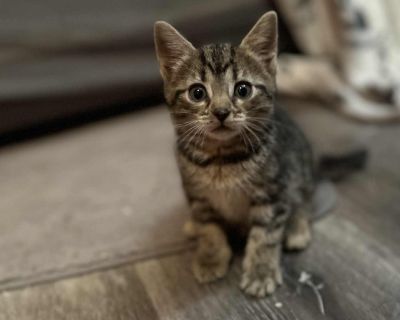 Health Vaccinations up to date.. Kitten Female Small Brown / Chocolate