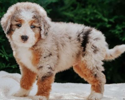 Sparkie - 7 Weeks Male Mini Bernedoodle Puppy for Sale