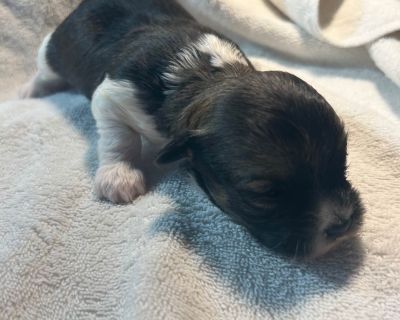 3 Male and 2 Female Havanese Puppies for Sale