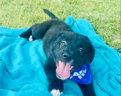 Maple - Labrador Retriever Mix Male Puppy for Adoption