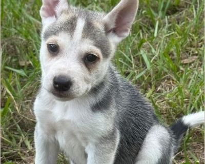 Wolfie - Male Puppy Siberian Husky / Lab for Adoption