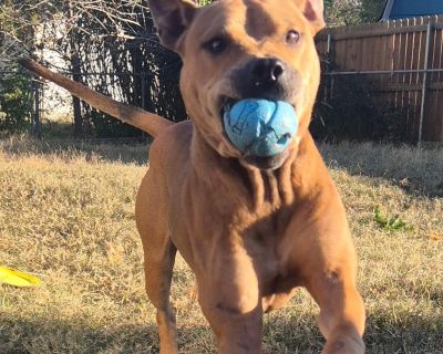 Meet Elijah, Elijah is an adorable 1.5 year old male pit mix who just wants to play and have the best time. He is extremely friendly and well behaved to all people and kids! He will be fully vetted before adoption! He was a former bait dog but has been doing extremely well since we rescued him, he would be a great family dog for an active family. He also absolutely loves kids and going on walks...