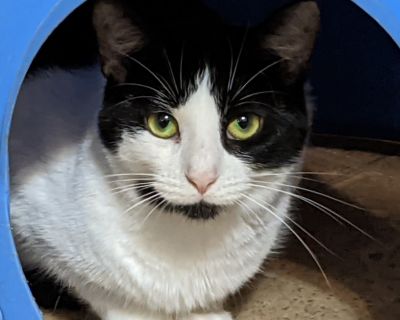 Augusta - Domestic Short Hair Female Cat for Adoption