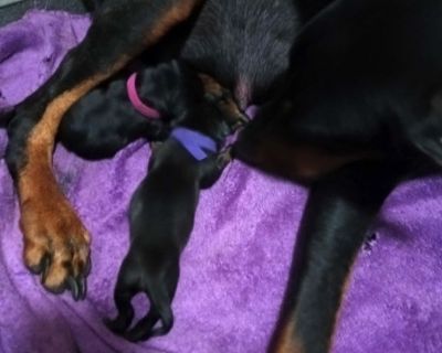 Doberman Pinscher Puppies
