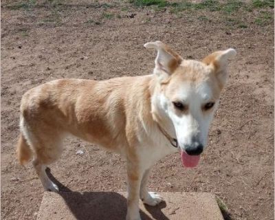 Sonny - Male Puppy Collie / Parson Russell Terrier for Adoption