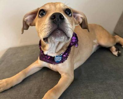 Elizabeth - Pit Bull Terrier & Boxer Mix Female Puppy for Adoption