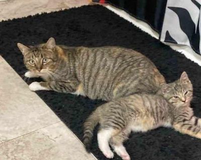 Mom Marjorie & Ellie (Kitten) - Domestic Shorthair Female Cat for Adoption
