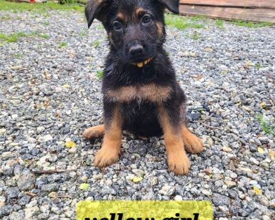 German shepherd puppies