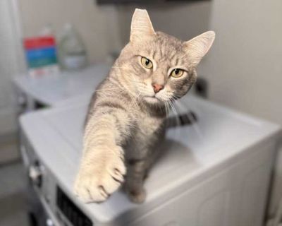 Adult. Gray, blue or silver tabby. Hair: short. Please contact Marilyn ( [email protected] ), (925) 788-4397 for more information about this pet. Want to meet? [ Fill out the Application ] , then email it to the contact in this bio. Bennett was rescued from a tough outdoor situation, but you would never guess it from his personality. He is truly one of the sweetest, most affectionate cats his f...