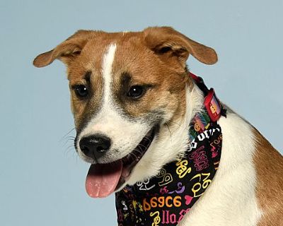 Vortex - Great Pyrenees/Labrador Retriever Mix Male Puppy for Adoption