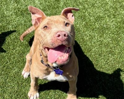 Winifred - Mixed Breed (Medium) Female Dog for Adoption