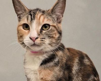 Piki - Domestic Shorthair Female Kitten for Adoption